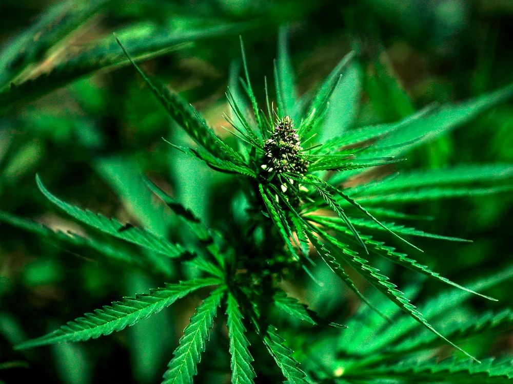 WHAT HAPPENS WHEN YOU MIX CANNABIS WITH OTHER PLANTS?